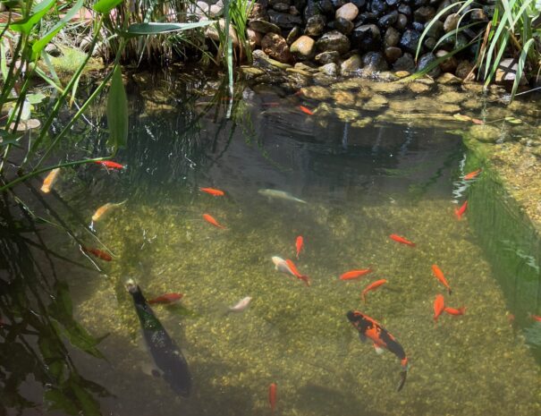 bassin poissons