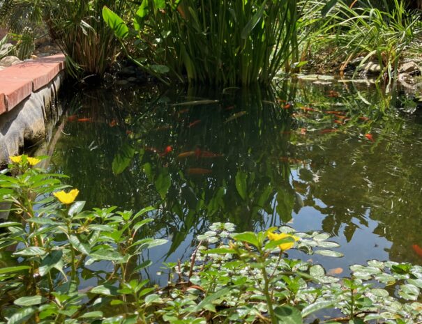 bassinbs sans poisson